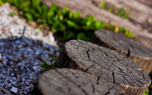 selective focus photo of round brown tree stump HD wallpaper